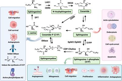 The role of sphingosine-1-phosphate in the development and progression of Parkinson’s disease